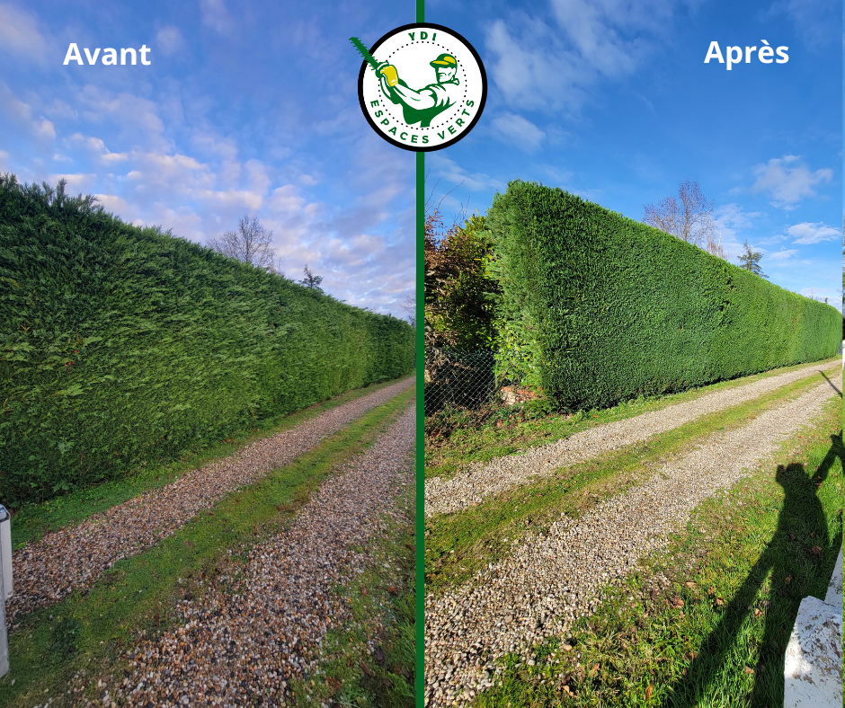 Avant après d'une grande haie bordant une allée
