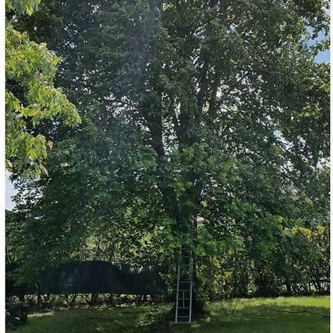 Arbre dense avant élagage