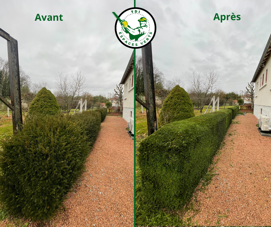Avant après d'une haie taillée le long d'une allée gravillonnée