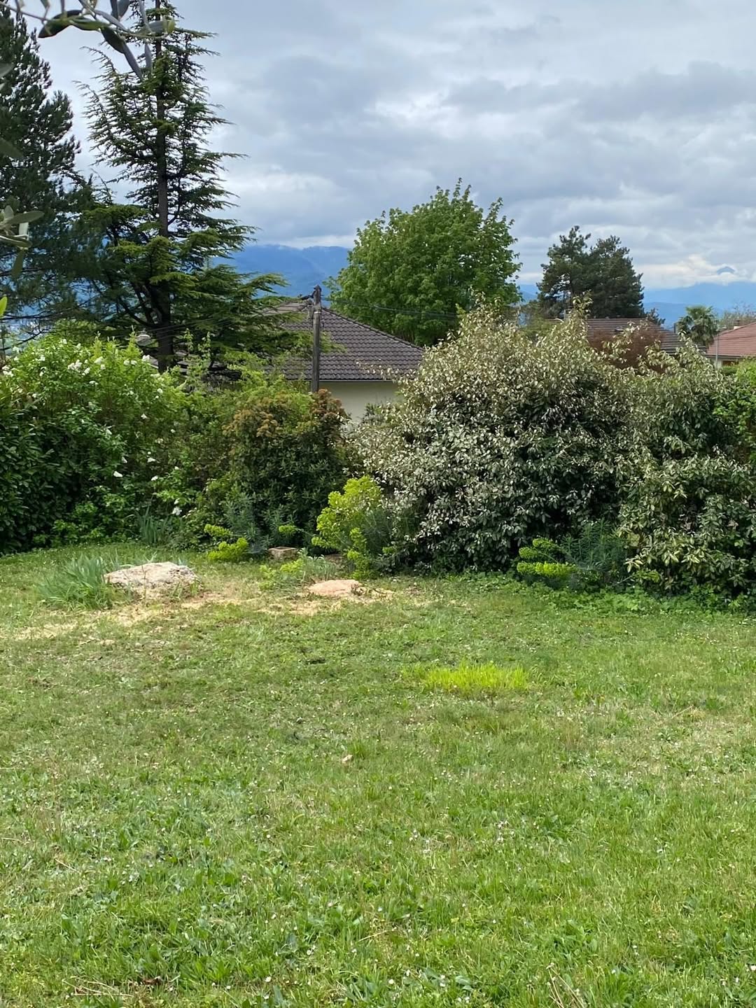 Terrain dégagé après abattage du pin