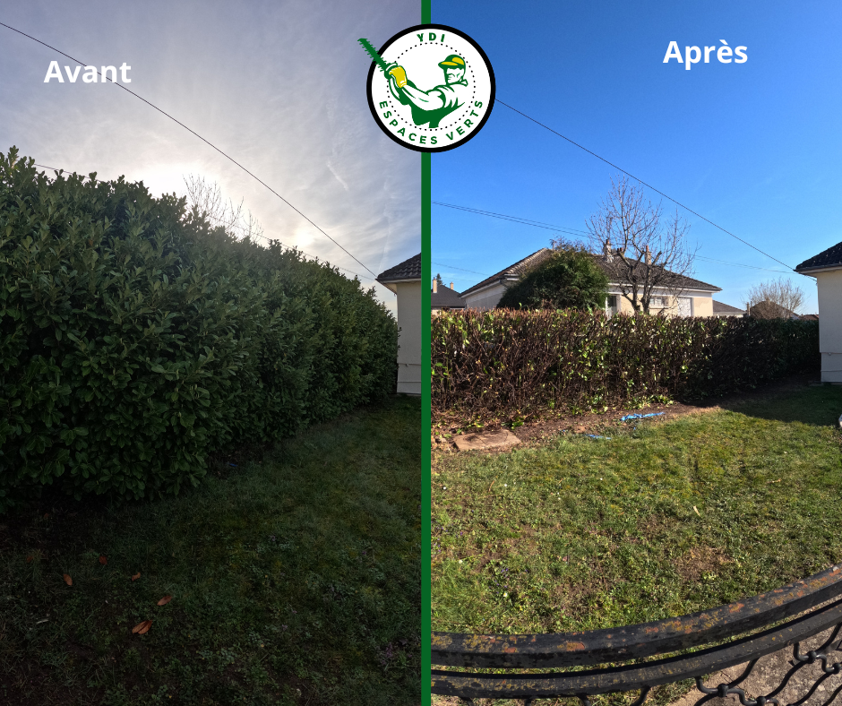 Avant après d'une haie réduite et nettoyée entre deux maisons