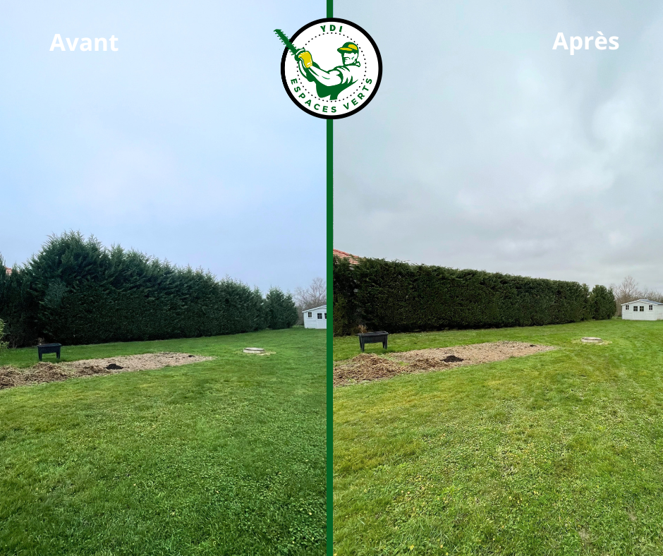 Avant après d'une haie de fond de jardin uniformisée