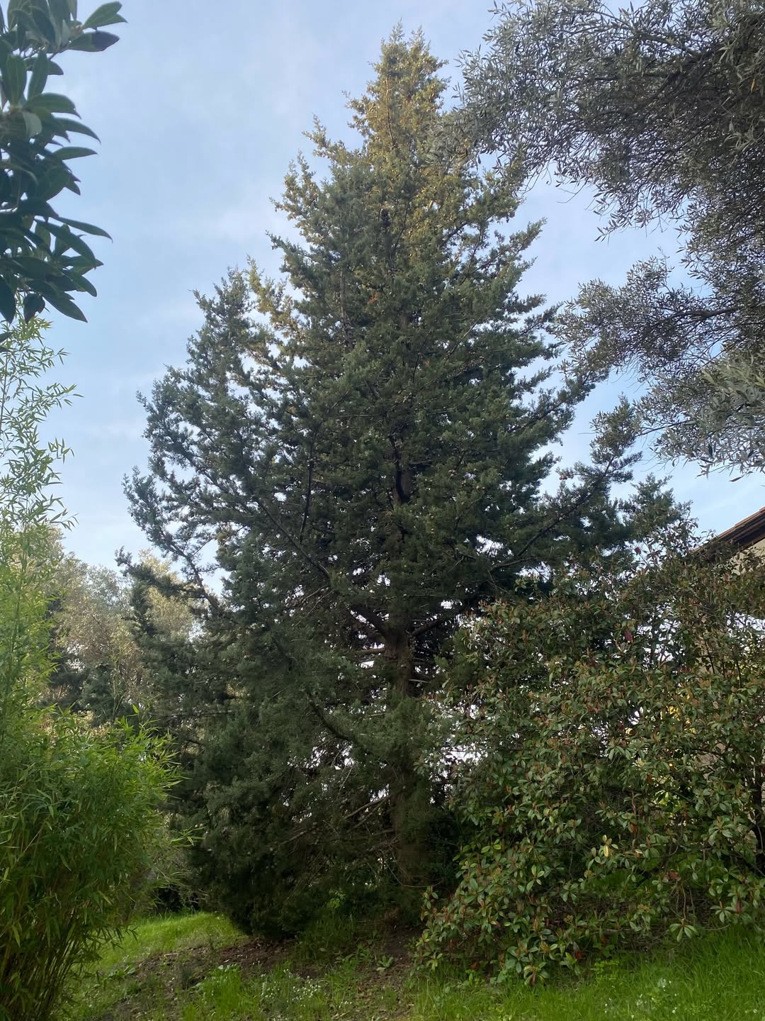 Cyprès trop proche de la maison avant abattage