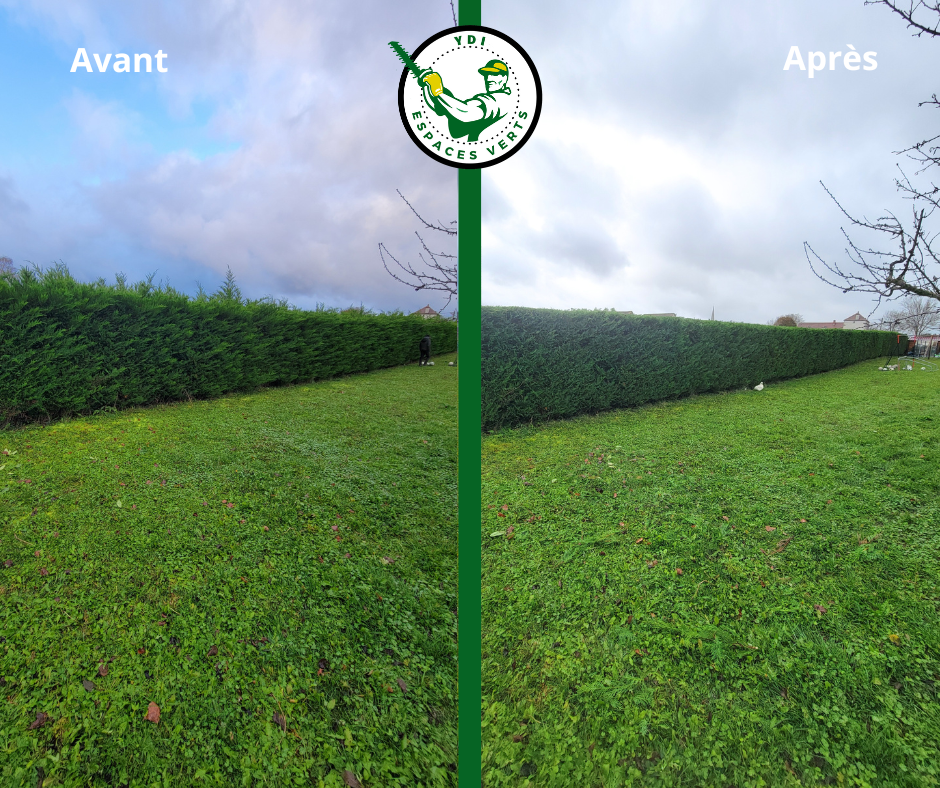 Avant après d'une longue haie de jardin remise au carré