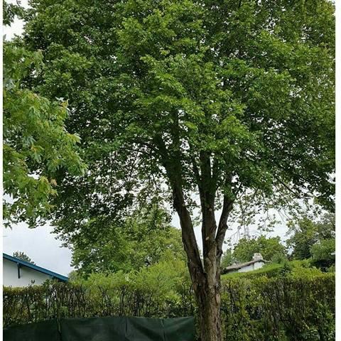 Arbre éclairci et mis en forme après élagage